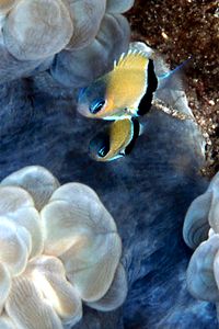 Donzella retrofasciata (Chromis retrofasciata)