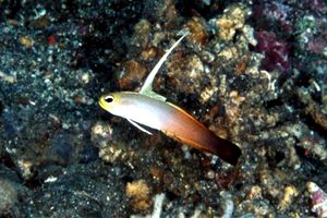 Gobide (Nemateleotris magnifica)