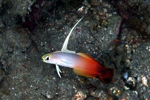 Gobide (Nemateleotris magnifica)