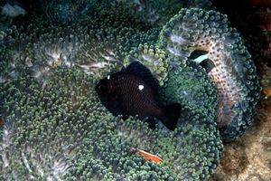 Dascillus nero (Dascyllus trimaculatus)