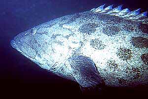 Cernia 'potato cod' (Epinephelus tukula)