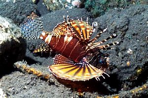 Pesce cobra zebrato (Dendrochirus zebra)