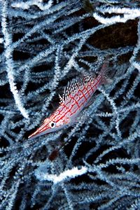 Pesce falco muso lungo (Oxycirrhites typus)