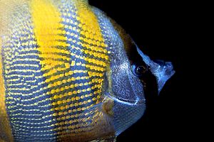 Pesce farfalla a bande arancioni (Coradion chrysozonus)