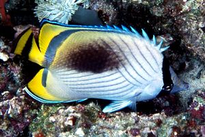 Pesce farfalla vagabondo (Chaetodon vagabundus)
