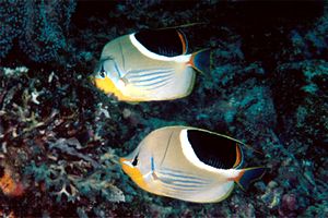 Pesce farfalla sellato (Chaetodon ephippium)