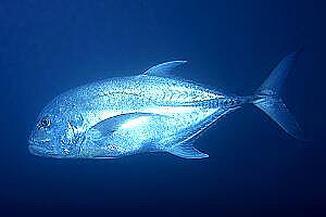 Carangide (Caranx ignobilis)