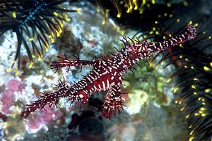 Pesce ago fantasma ornato (Solenostomus paradoxus)