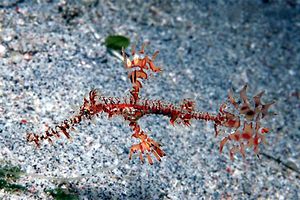 Pesce ago fantasma ornato (Solenostomus paradoxus)