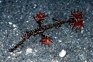 Pesce ago fantasma ornato (Solenostomus paradoxus)