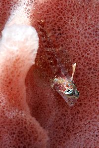 Peperoncino (n.d. n.d.)