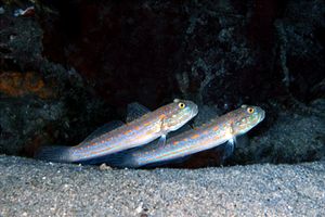 Gobide fanciulla (Valenciennea puellaris)