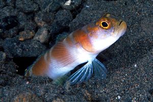 Ghiozzo (Amblyeleotris yanoi)