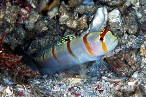 Ghiozzo (Amblyeleotris randalli)