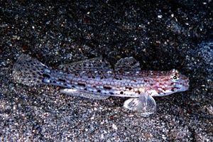 Ghiozzo (Istigobius decoratus)