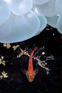 Trepinne (Helcogramma striatum)