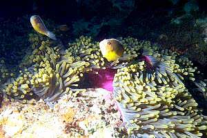 Pesce pagliaccio (Amphiprion akallopisos)