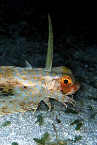 Pesce civetta (Dactyloptena orientalis)