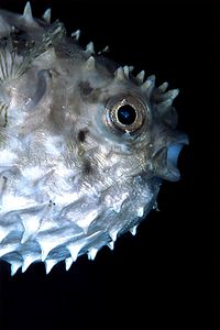 Pesce istrice a spine corte (Cyclichthys orbicularis)