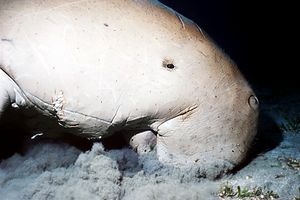 Dugongo (Dugong dugon)