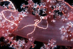 Ofiura (Ophiotrix sp.)