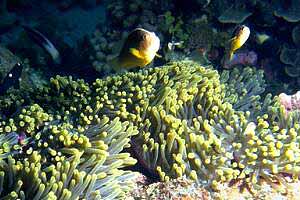 Pesce pagliaccio (Amphiprion akallopisos)