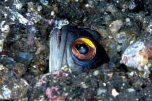 Opistognathus (Opistognathus sp.)