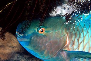 Pesce pappagallo (Scarus rubroviolaceus)