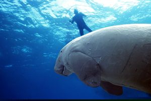 Dugongo (Dugong dugon)