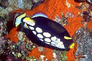 Pesce balestra clown (Balistoides conspicillum)