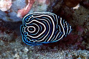 Pesce angelo imperatore (Pomacanthus imperator)