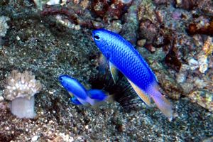 Damigella (Pomacentrus coelestis)