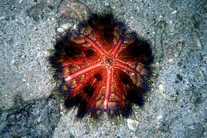 Riccio velenoso (Asthenosoma varium)