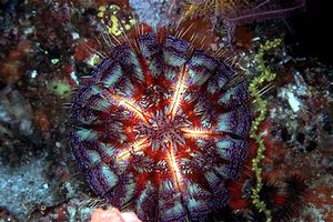 Riccio di fuoco (Asthenosoma ijimai)