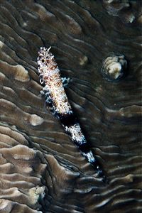 Pesce lucertola nebuloso (Saurida nebulosa)