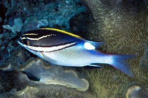 Nemipteride bilineato (Scolopsis bilineatus)