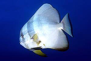 Pesce pipistrello pinna lunga (Platax teira)