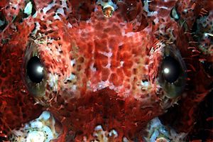 Pesce scorpione tassellato (Scorpaenopsis oxycephalus)