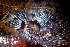 Spirografo (Sabellastarte sp.)