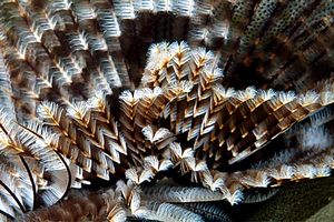 Spirografo (Sabellastarte sp.)