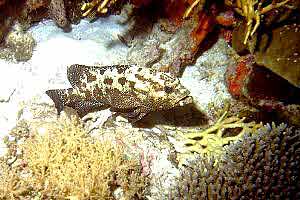 Cernia 'testa di toro' (Epinephelus striatus)