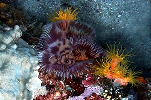 Spirografo (Sabellastarte indica)