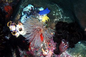 Spirografo (Protula sp.)