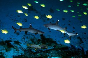 Squalo pinna bianca (Triaenodon obesus)