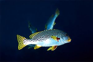 Gaterino lineato (Plectorhinchus lineatus)