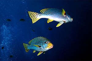 Gaterino lineato (Plectorhinchus lineatus)