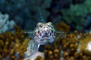 Pesce lucertola variegato (Synodus variegatus)