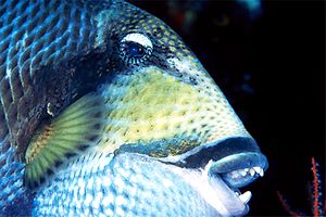 Pesce balestra (Balistoides viridescens)