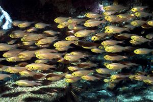 Pesce vetro (Parapriacanthus ransonneti)