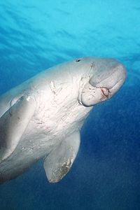 Dugongo (Dugong dugon)